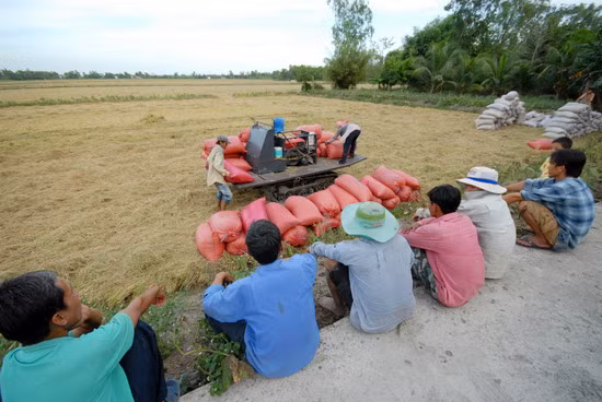 Vụ lúa ĐX này nông dân thuê máy móc làm hết các khâu, nên rất khỏe chỉ ngồi trên bờ mẫu để xem và chờ thương lái đến mua lúa