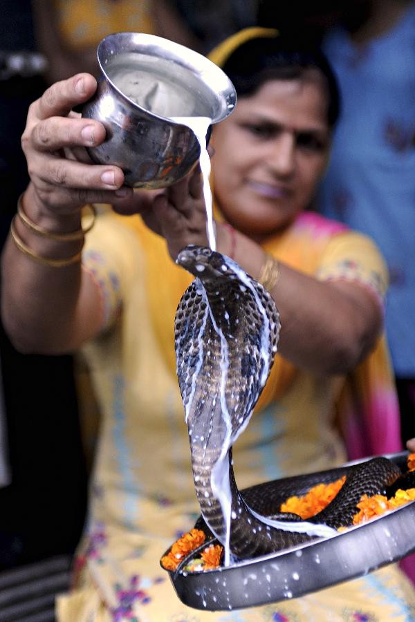 A Hindu devotee pours milk over a cobra during a Nag-Panchami ritual at the Shiva Temple in Amritsar on August 4, 2011. 