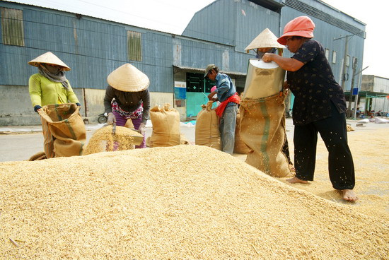 Lao động ngày mùa, trung bình một công lao động thu nhập từ 150.000 - 200.000 đồng/ngày tùy vào công việc thuê mướn