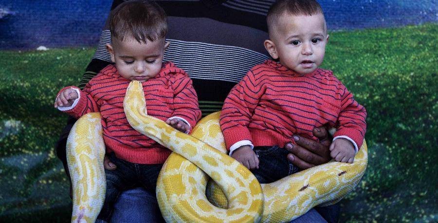 An albino python wraps itself around two young children during a photo session in Acre, Israel, on October 27, 2012.