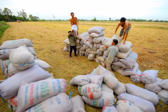 Niềm vui phấn khởi trúng mùa lúa Đông Xuân của nông dân miền Tây