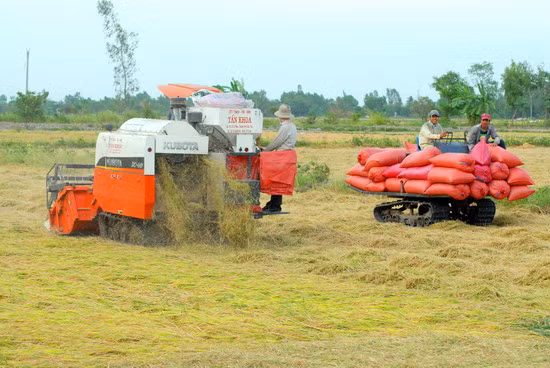 Máy gặt vừa thu hoạch xong có máy khác đến kéo lúa về nhà hoặc ra đầu bờ kênh để thuận lợi việc bán lúa cho thương lái
