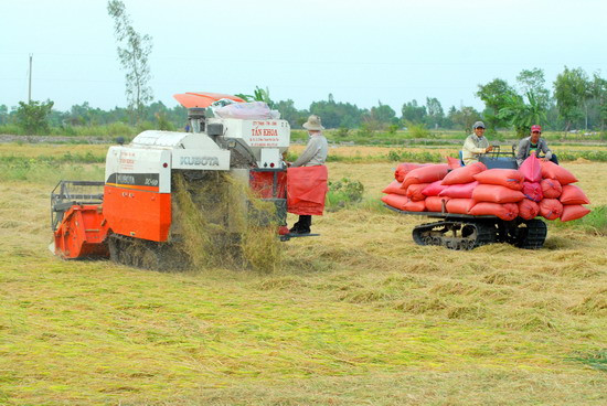 Máy gặt vừa thu hoạch xong có máy khác đến kéo lúa về nhà hoặc ra đầu bờ kênh để thuận lợi việc bán lúa cho thương lái
