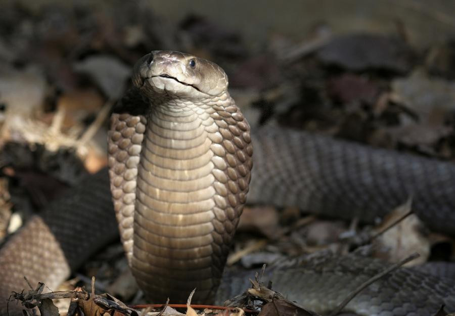A giant spitting cobra, measuring nearly nine feet and carrying enough venom to kill at least 15 people, has been discovered in Kenya, a conservation group said on December 7,2007. 