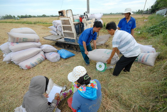 Thương lái vào tận ruộng mua lúa của nông dân