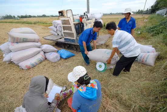 Thương lái vào tận ruộng mua lúa của nông dân