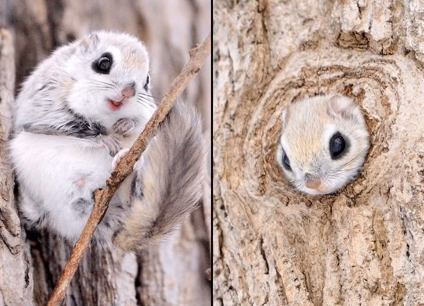 If a prize were being handed out for the world’s cutest creature, the Siberian flying squirrel would surely win. These large-eyed tree-dwellers could come from a Disney film with their large eyes and, seemingly, expressive features. Photographer Masatsugu Ohashi captured these images of the tiny animals on the Japanese island of Hokkaido.