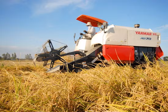 Năm nay đa phần nông dân áp dụng thu hoạch lúa bằng máy GĐLH vừa tiện ích và giảm được giá thành