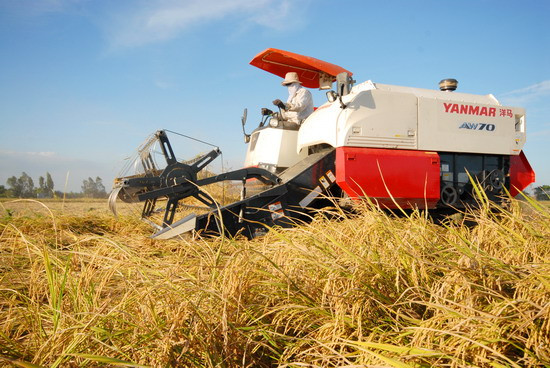 Năm nay đa phần nông dân áp dụng thu hoạch lúa bằng máy GĐLH vừa tiện ích và giảm được giá thành
