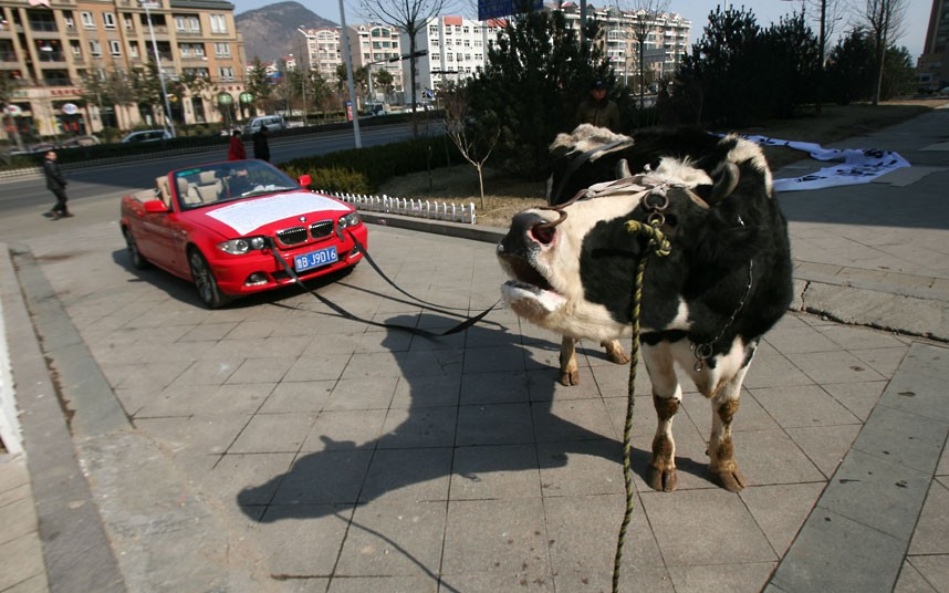 A cow drags a red BMW owned by Li Liangkui, who staged the protest after a repair shop repeatedly failed to fix his car in Qingdao, China