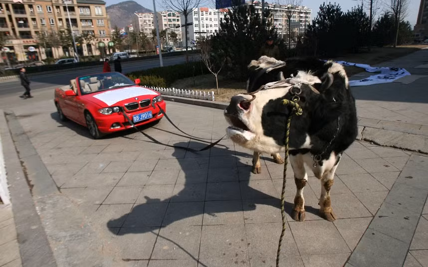 A cow drags a red BMW owned by Li Liangkui, who staged the protest after a repair shop repeatedly failed to fix his car in Qingdao, China