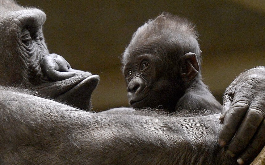 A gorilla baby sits in the hands of his mother Changa-Maidi at the zoo in Muenster, western Germany