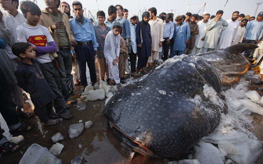 People gather around a whale shark after it was brought to Karachi’s fish harbor. Local fishermen caught the 12 foot long whale shark off the coast of Karachi, local media reported.