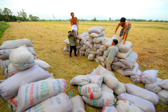 Niềm vui phấn khởi trúng mùa lúa Đông Xuân của nông dân miền Tây