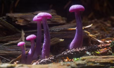 12 loai nam co ve dep long lay - Anh 3