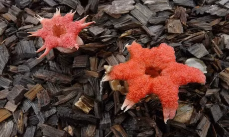 12 loai nam co ve dep long lay - Anh 6