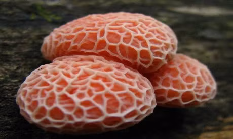 12 loai nam co ve dep long lay - Anh 2