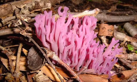 12 loai nam co ve dep long lay - Anh 4