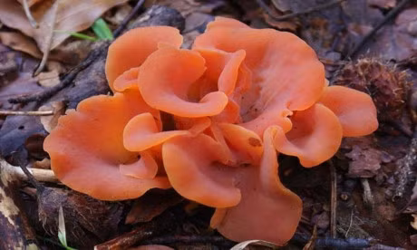 12 loai nam co ve dep long lay - Anh 5