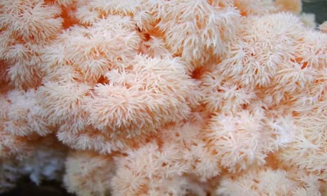 12 loai nam co ve dep long lay - Anh 1