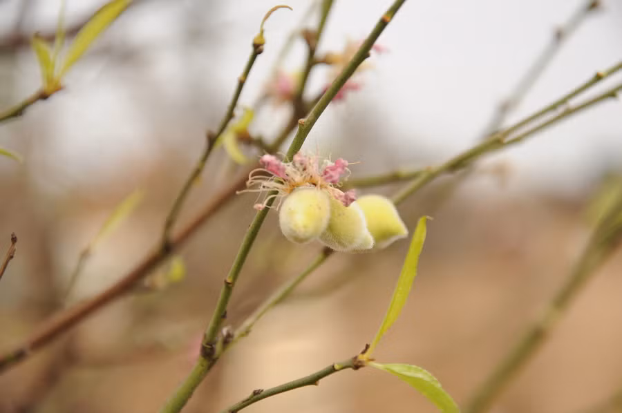 Phần lớn cây đào được đưa về vườn đều đã tàn hoa.