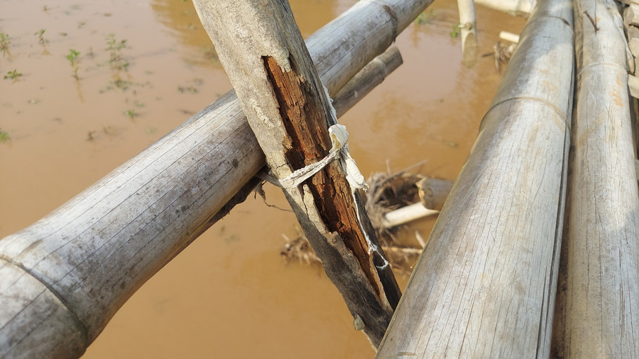 Người dân dùng dây thép, vải… để gắn kết cây cầu lại với nhau, dù nhiều phần đã mục nát. Người dân dùng dây thép, vải… để gắn kết cây cầu lại với nhau, dù nhiều phần đã mục nát.