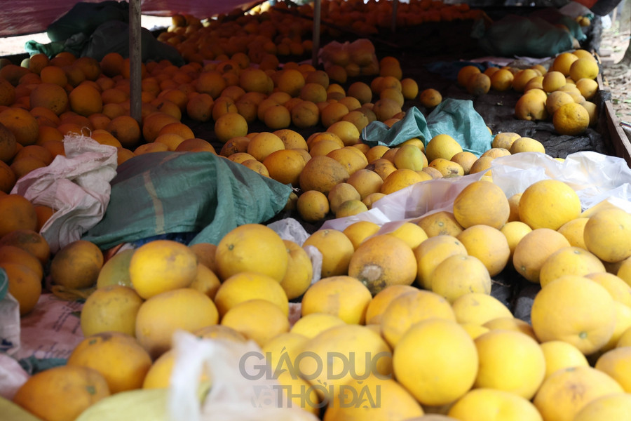 Bưởi Diễn được thu hoạch đến đâu, các thương lái đã thu mua đến đó.