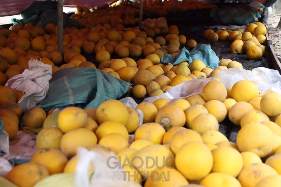 Bưởi Diễn được thu hoạch đến đâu, các thương lái đã thu mua đến đó.