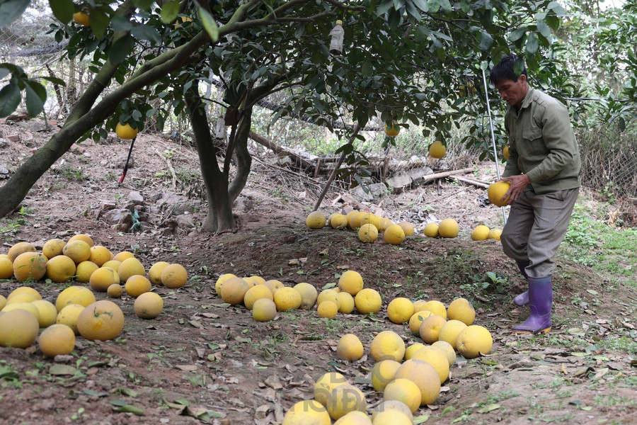 Chủ vườn bưởi ở phường Phú Diễn cho biết, từ đầu tháng 12 đã có khách đến chọn bưởi tại vườn. Năm nay, do dịch bệnh nên giá bưởi giảm hơn so với mọi năm.