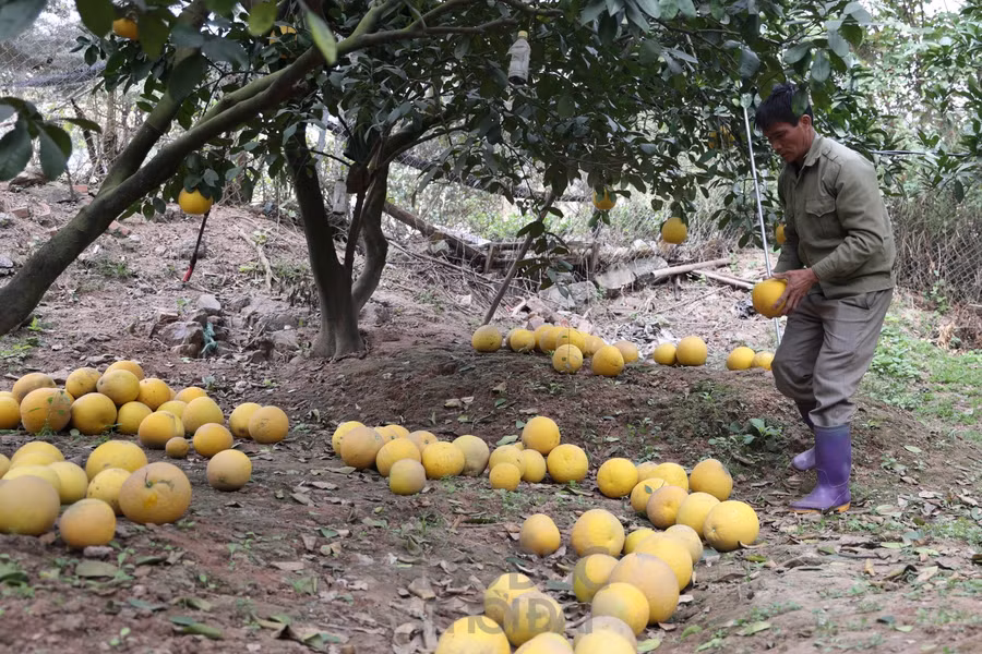 Chủ vườn bưởi ở phường Phú Diễn cho biết, từ đầu tháng 12 đã có khách đến chọn bưởi tại vườn. Năm nay, do dịch bệnh nên giá bưởi giảm hơn so với mọi năm.