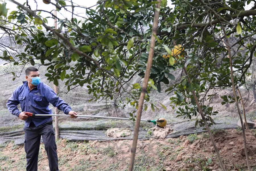 Người dân trồng bưởi Diễn kiếm tiền tỷ dịp Tết ảnh 2