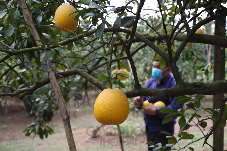 Giá bưởi khoảng 25.000 đồng đến 40.000 đồng/quả.