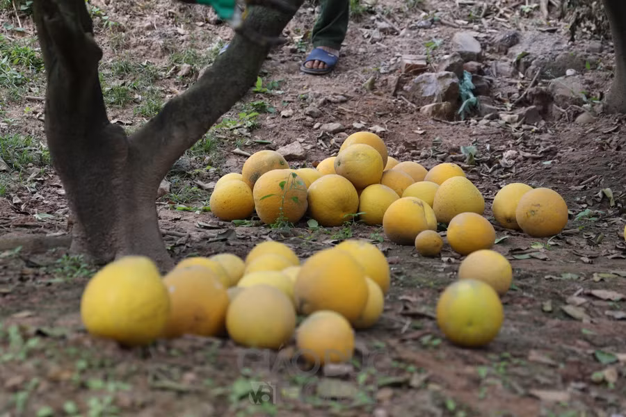 Tại đường Văn Tiến Dũng (quận Bắc Từ Liêm, Hà Nội), cứ đi vài trăm mét lại bắt gặp những vườn bưởi Diễn sai trĩu quả.