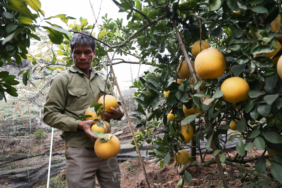 Các gốc bưởi có tuổi thọ trên dưới 20 năm cho ra những quả bưởi Diễn có màu vàng, to, da sáng bóng.