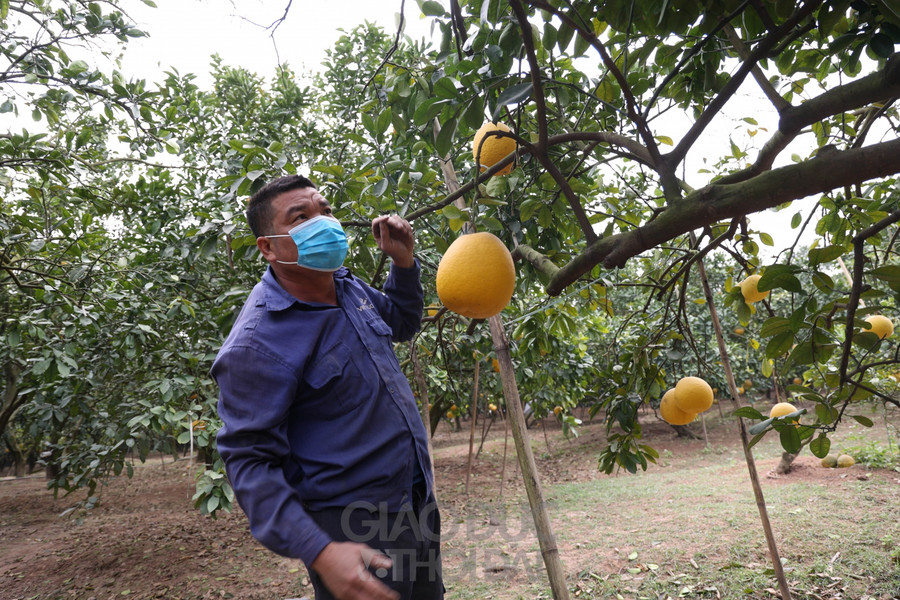Người dân trồng bưởi Diễn kiếm tiền tỷ dịp Tết ảnh 6