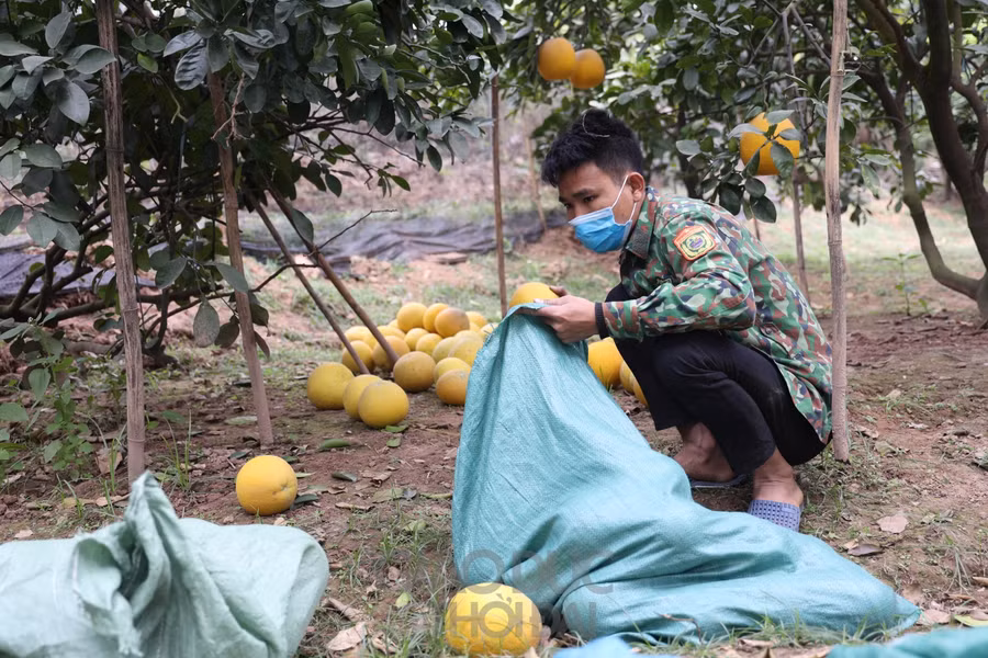 Bưởi Diễn nếu biết bảo quản sẽ để được khoảng từ 4 - 6 tháng mà không bị hỏng.