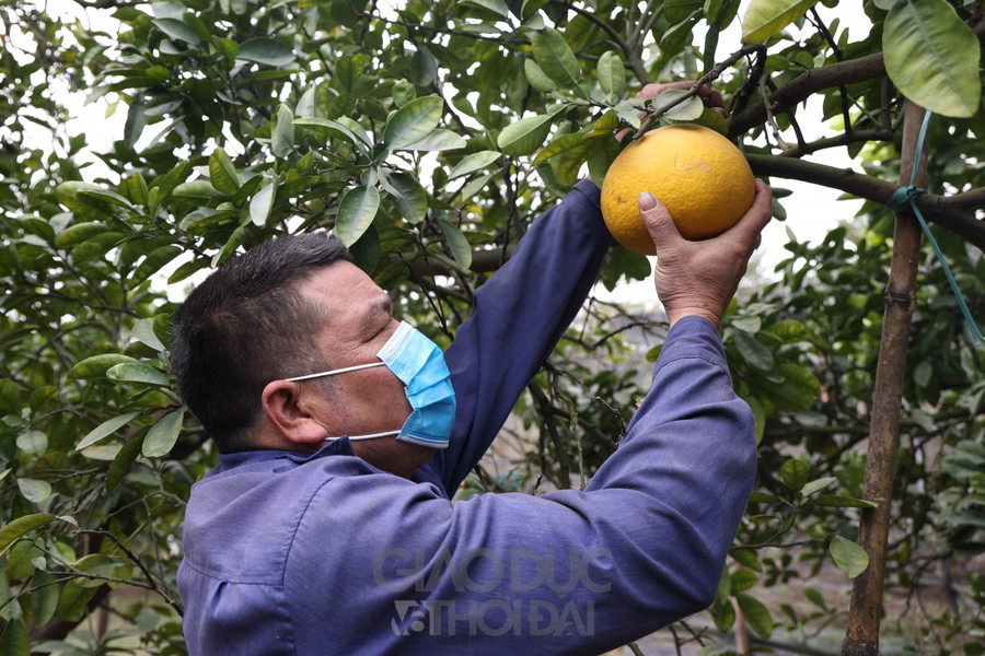 Khác với những giống bưởi thông thường khác, bưởi Diễn chỉ cho thu hoạch đúng vào dịp cận Tết.