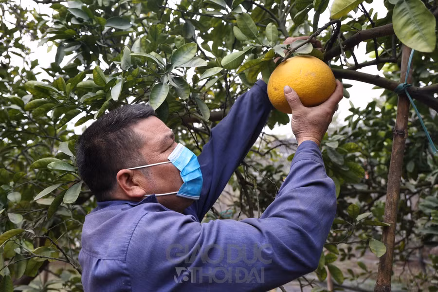 Khác với những giống bưởi thông thường khác, bưởi Diễn chỉ cho thu hoạch đúng vào dịp cận Tết.