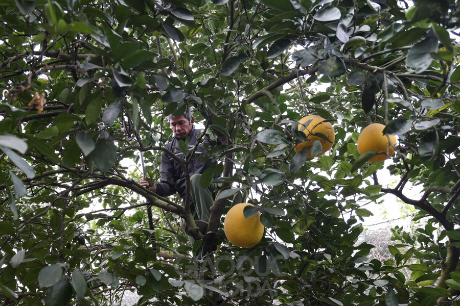 Bưởi Diễn để càng lâu càng ngon, hậu vị ngọt đậm mà không hề gắt.