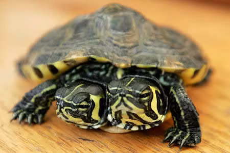 Chet khiep voi dien mao cua nhung 