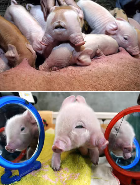 Chet khiep voi dien mao cua nhung 