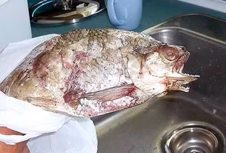 Chet khiep voi dien mao cua nhung 