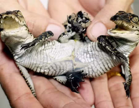 Chet khiep voi dien mao cua nhung 