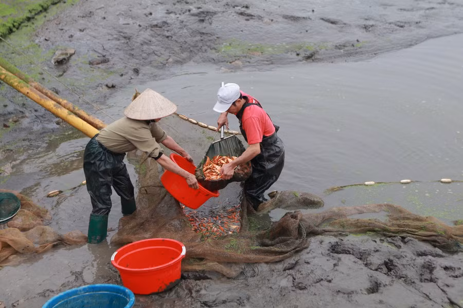 Cá đang được đánh bắt tại ao để đưa về bể.