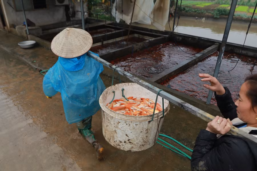 Cá sẽ được thả vào các bể nước để thích nghi trước khi cung cấp ra thị trường.