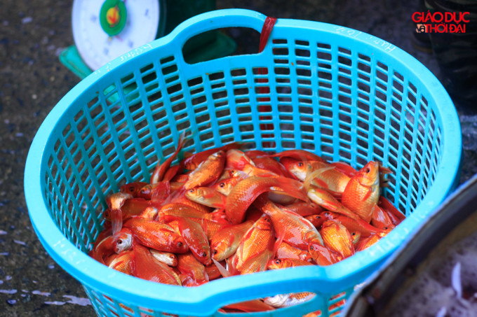 Theo nhiều tiểu thương tại chợ cho biết, tất cả các xe ô tô tải chở cá chép ngay khi đến chợ đã lập tức được các tiểu thương nhập hết. Theo nhiều tiểu thương tại chợ cho biết, tất cả các xe ô tô tải chở cá chép ngay khi đến chợ đã lập tức được các tiểu thương nhập hết.