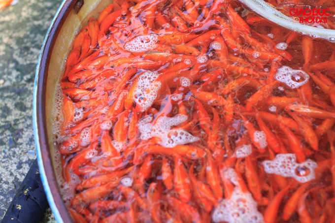 Theo một người bán tại chợ cho biết, năm nay lượng cá bán được nhiều hơn năm ngoái, giá bán buôn đối với cá vàng cam dao động 50.000-70.000 đồng/kg; cá đỏ khoảng 80.000-90.000 đồng/kg Theo một người bán tại chợ cho biết, năm nay lượng cá bán được nhiều hơn năm ngoái, giá bán buôn đối với cá vàng cam dao động 50.000-70.000 đồng/kg; cá đỏ khoảng 80.000-90.000 đồng/kg