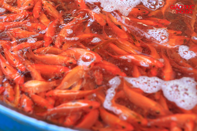 Cá loại vừa và nhỏ thường được các tiểu thương ưu tiên chọn mua vì dễ bán hơn. Cá loại vừa và nhỏ thường được các tiểu thương ưu tiên chọn mua vì dễ bán hơn.