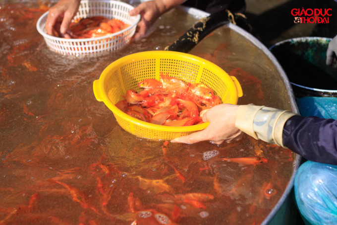 Chợ cá chép đỏ nhộn nhịp trước ngày tiễn Táo quân về trời ảnh 2 Chợ cá chép đỏ nhộn nhịp trước ngày tiễn Táo quân về trời ảnh 2