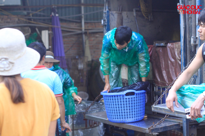 Hàng chục chiếc xe mang theo hàng tấn cá chép về chợ. Hàng chục chiếc xe mang theo hàng tấn cá chép về chợ.